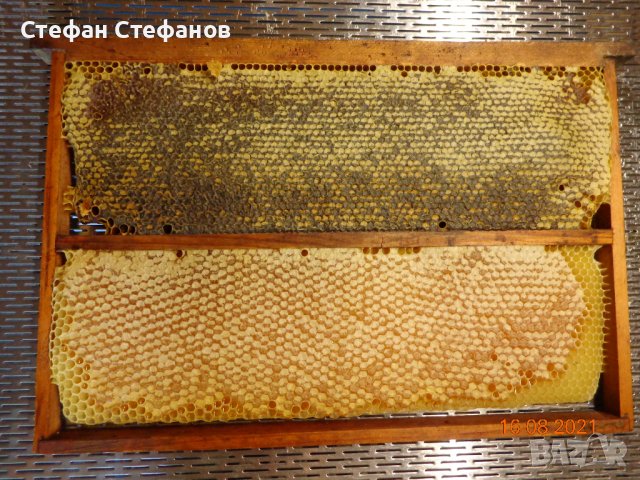  Пчелен мед, снимка 6 - Пчелни продукти - 39013034