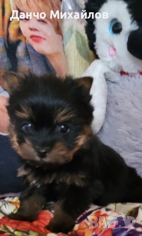 малки мини йоркита 