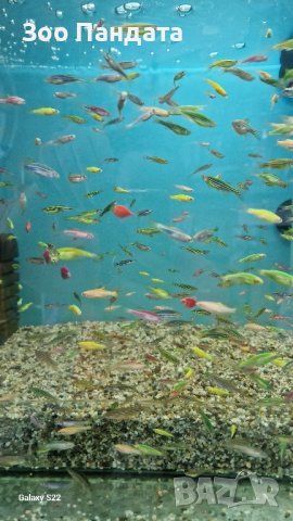 Рибки Цветно Данио, снимка 1 - Рибки - 44306895