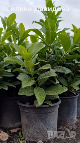 Лавровишня , снимка 3 - Градински цветя и растения - 51752197