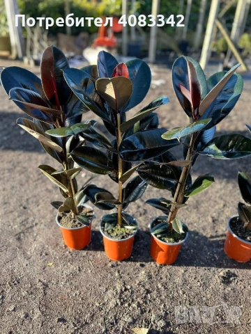 Фикус, снимка 2 - Градински цветя и растения - 53190574