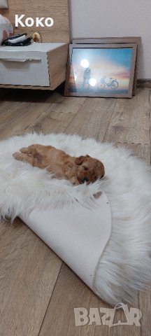 той пудел/пудели , снимка 2 - Пудели - 44313639