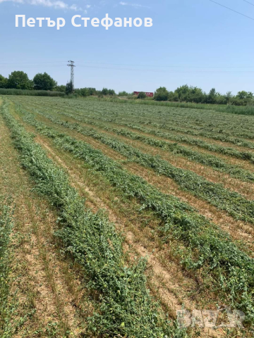 Продавам люцернови бали / бали люцерна, снимка 2 - За селскостопански - 44692894