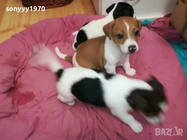 БЕБЕ ДЖАК 250ЛВ ЗА ЕДНО 0402251938, снимка 13 - Джак ръсел териер - 48968353