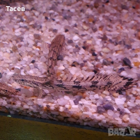 Полиптерус ендличери 10см