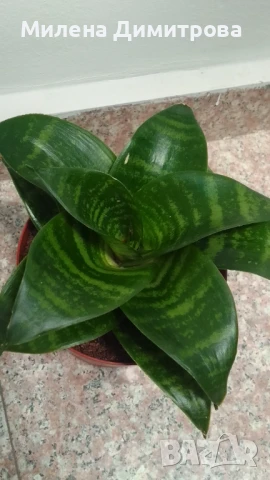 Сансевиера 2 вида / Sansevieria Hahnii/Sansevieria trifasciata  , снимка 8 - Стайни растения - 50819879