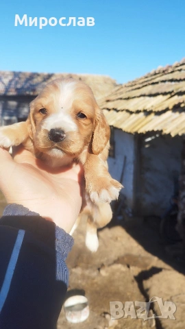 Малки кокерчета