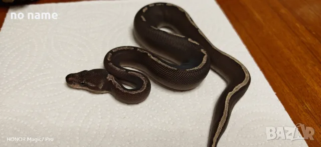 Кралски питони (Python Regius) , снимка 3 - Змии - 55994733