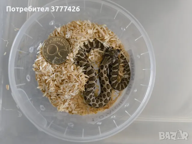 Свиненоса Змия, снимка 4 - Змии - 47317796