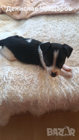 Продавам Пинчер-Джак ръсел , снимка 2 - Пинчер - 54236176