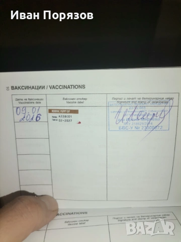 Кавказка овчарка , снимка 6 - Кавказка овчарка - 53124453