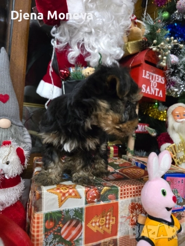  мини йоркширски териер, снимка 2 - Йоркширски териер - 52957300