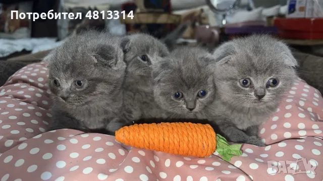 Шотландски Фолд - Шотландска клепоуха, снимка 4 - Други - 56350153