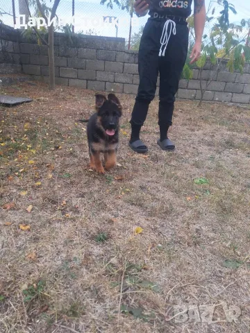 Кученца Немска Овчарка