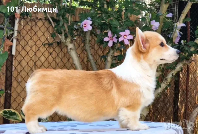 Уелско Корги , снимка 4 - Други - 47446086