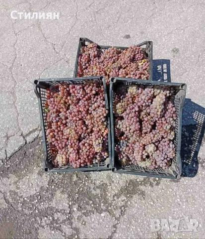 Продавам Грозде Сорт Траминер, снимка 2 - Домашни продукти - 55977109