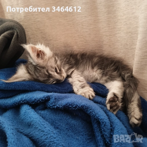 Мейн куун, снимка 2 - Мейн кун - 52592928