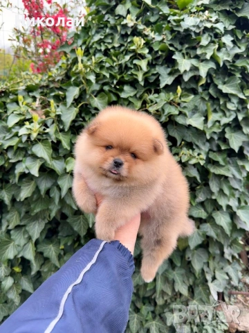 Померан момче. Померанче, снимка 3 - Померан - 54216754