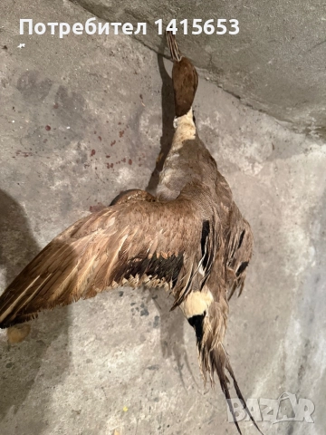 Продавам препарирана патица, снимка 2 - Антикварни и старинни предмети - 52950125