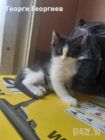 подарявам котенца 