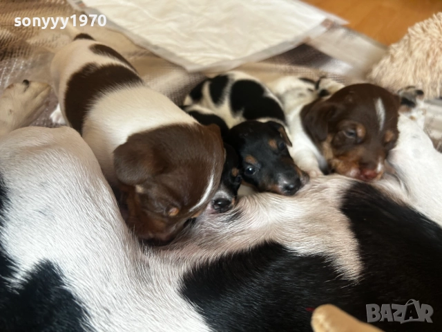 ДЖАК РЪСЕЛ 250ЛВ ЗА БРОЙ 1109251832, снимка 3 - Джак ръсел териер - 51682392