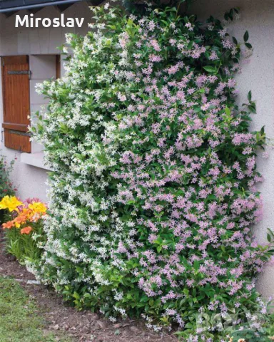 Жасмин 3-цвята (Вечнозелен), снимка 3 - Градински цветя и растения - 49673745