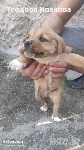 Подарявам малки кученца на 40 дни , снимка 11 - Други - 54342321
