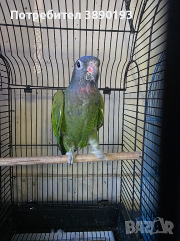 Бебе синеглав амазонек