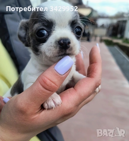 момиченце чихуахуа 