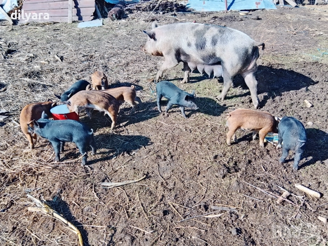 Продавам малки прасенца, снимка 6 - Прасета - 52220200