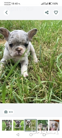 френски булдог бебета, снимка 5 - Френски булдог - 52585927