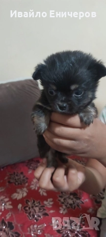 Кръстоска между мопс и мини пинчер