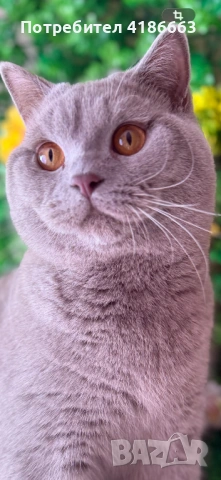 Късокосмест британец за разплод