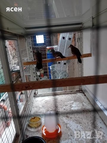 Продавам Перу гълъби 