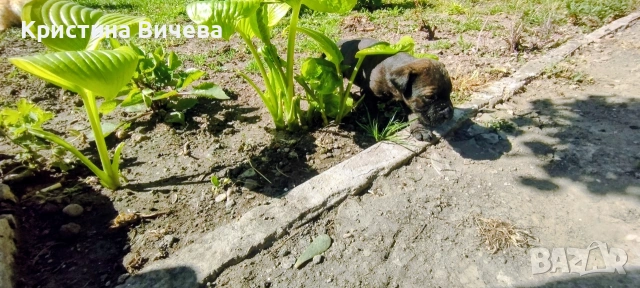Малки кученца- Лабрадор, снимка 13 - Лабрадор ретривър - 54363433