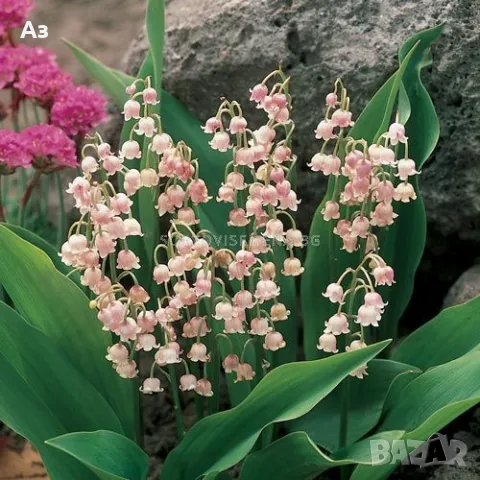 Продавам цветя Момина сълза, бяла и розова (гъсти съцветия) – разсад, снимка 2 - Разсади - 39640258