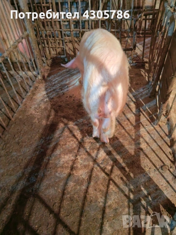 Мъжки прасета, снимка 4 - Прасета - 49519207