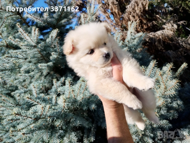 Померанче момиче