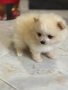 Померан мини , снимка 2
