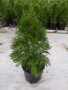 Продавам Западна Туя Смарагд , снимка 3