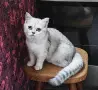 британска сребърна чинчила, снимка 1