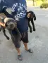 Свободни кучета, снимка 5