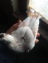 Продавам гълъби бемкалий палбелий поморийски пазарджишки млади бели гълъби за свадба, снимка 10