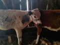 различна възраст телета, снимка 2