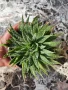 Алое Аристата / Aloe Aristata, снимка 3