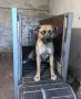 Питбул! Питбули! , снимка 5