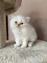 Персийско коте. , снимка 9