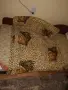 Олекотена завивка, снимка 2