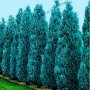 100 бр. семена кипарис синя елха бор сини иглолистни кипарисови дървета бонсай екзотични за декораци, снимка 2