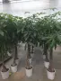 Пахира дървото на късмета, снимка 1